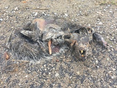 Sciurus carolinensis leucotis