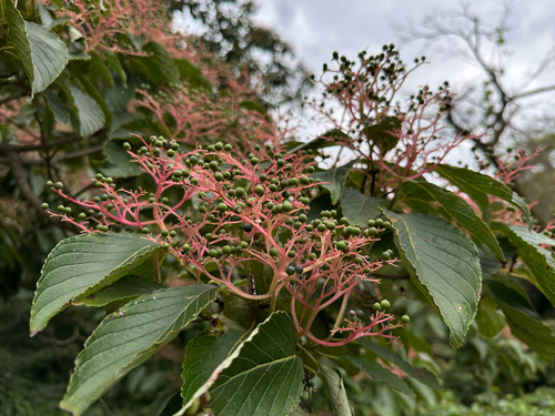 Cornus macrophylla observed 2026-09-05
