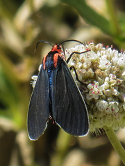 Ctenucha multifaria