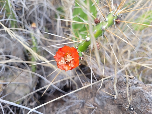 Opuntia quitensis