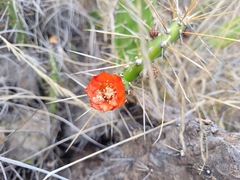 Opuntia quitensis