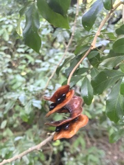 Pararchidendron pruinosum