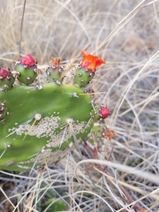 Opuntia quitensis, photograph author not stated, no rights reserved