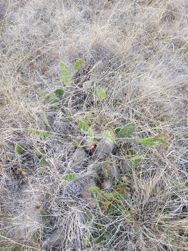 Opuntia quitensis, photograph 2