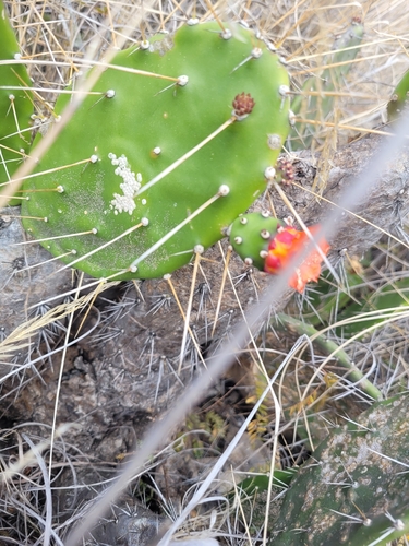Opuntia quitensis, photograph 3