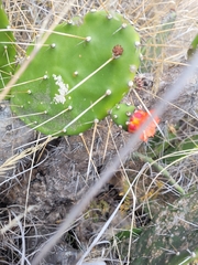 Opuntia quitensis, photograph author not stated, no rights reserved