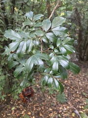 Pararchidendron pruinosum