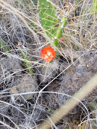 Opuntia quitensis, photograph 4