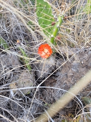 Opuntia quitensis, photograph author not stated, no rights reserved