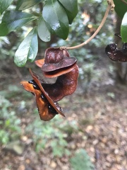 Pararchidendron pruinosum