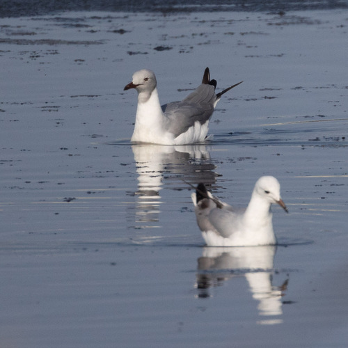 iNaturalist image