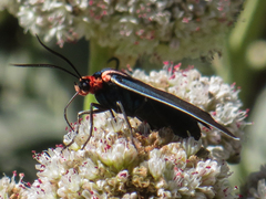Ctenucha multifaria