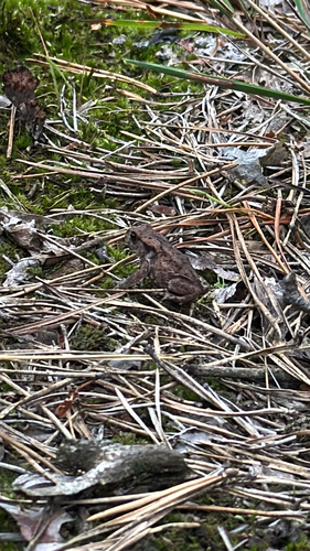European Toad