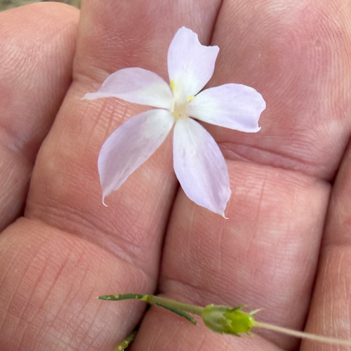 Flaxflowered Ipomopsis