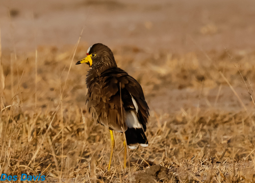 iNaturalist image