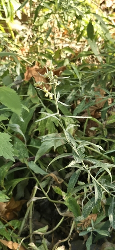California mugwort seen in Sonoma Valley
