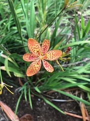 Iris domestica