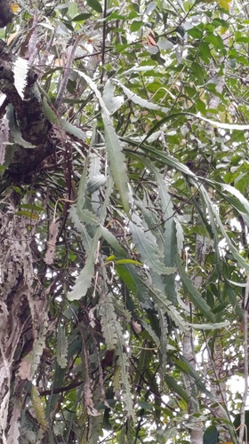 Epiphyllum phyllanthus