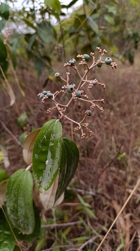 Miconia albicans