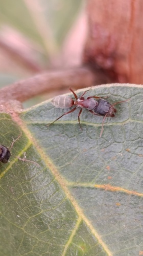 Camponotus blandus