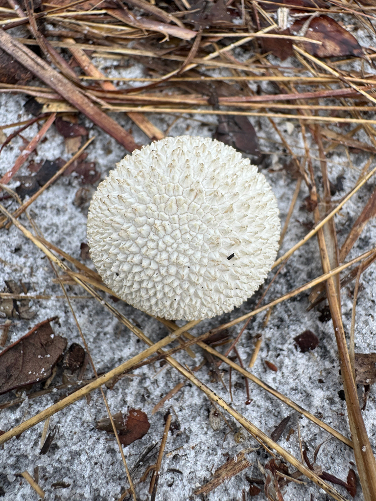 Peeling Puffball · September 2026 · photo: Photo: (c) Karen Guin, some rights reserved (CC BY) · iNaturalist