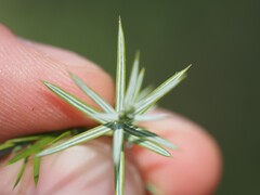 Juniperus oxycedrus, photograph (c) Louis Aureglia, some rights reserved (CC BY)