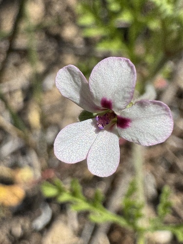 Pelargonium senecioides, photograph 4