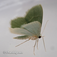 Idiochlora minuscula