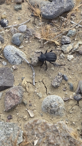 Philolithus sordidus