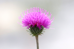 Carduus defloratus, photograph (c) Wolfgang Ahlmer, some rights reserved (CC BY)