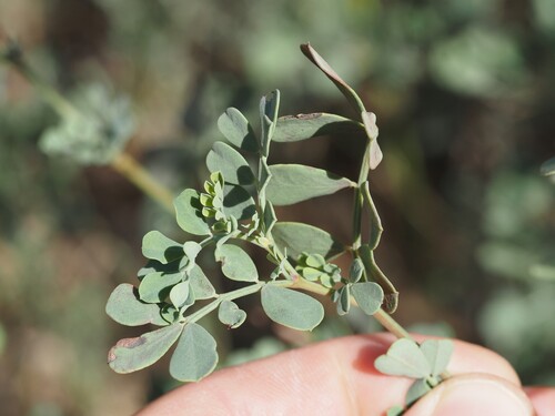 Coronilla valentina, photograph 1