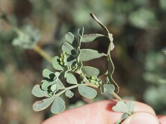 Coronilla valentina, photograph (c) Louis Aureglia, some rights reserved (CC BY)