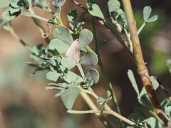 Coronilla valentina, photograph (c) Louis Aureglia, some rights reserved (CC BY)