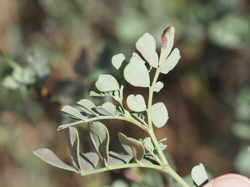 Coronilla valentina