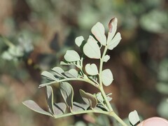 Coronilla valentina