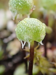 Mannia gracilis
