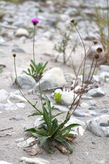 Carduus defloratus, photograph (c) Wolfgang Ahlmer, some rights reserved (CC BY)