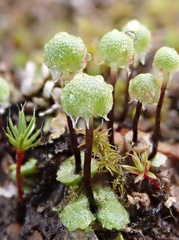Mannia gracilis