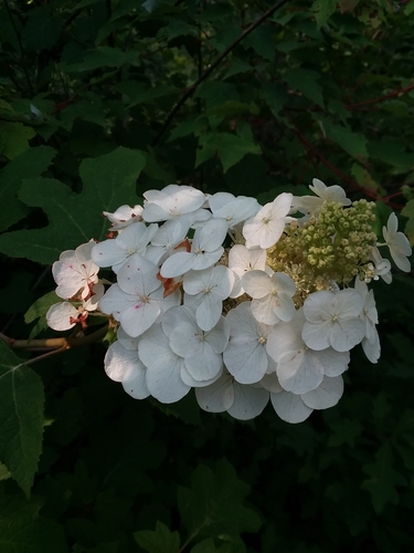 Hydrangea quercifolia