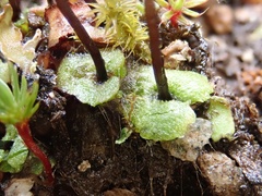 Mannia gracilis