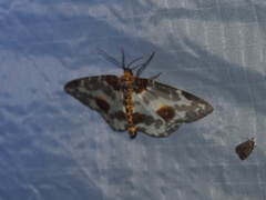 Abraxas amicula-illuminata