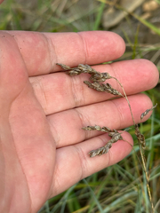 Kallum McDonald, CC0, iNaturalist via GBIF Anthoxanthum nitens, photograph Kallum McDonald, CC0, iNaturalist via GBIF