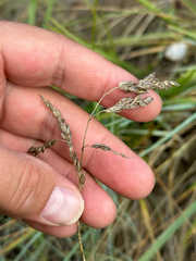 Kallum McDonald, CC0, iNaturalist via GBIF Anthoxanthum nitens, photograph Kallum McDonald, CC0, iNaturalist via GBIF