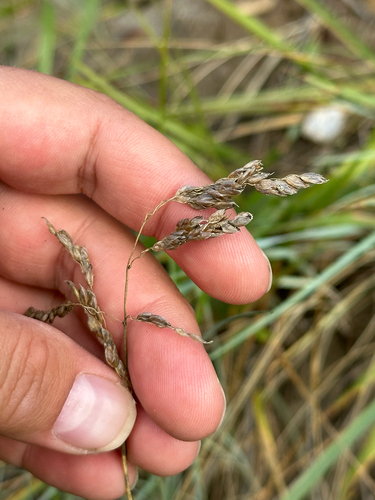 Anthoxanthum nitens, photograph 5