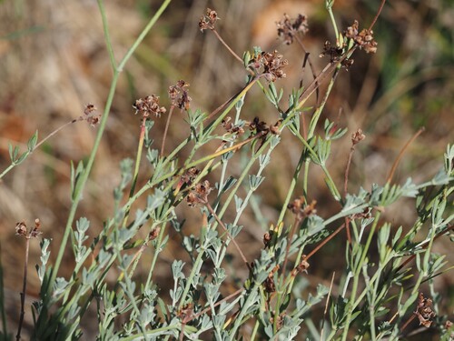 Lotus dorycnium, photograph 1