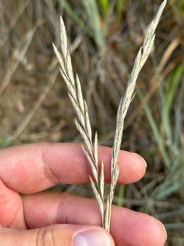 Elymus lanceolatus, photograph 1