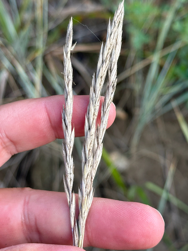 Elymus lanceolatus, photograph 2