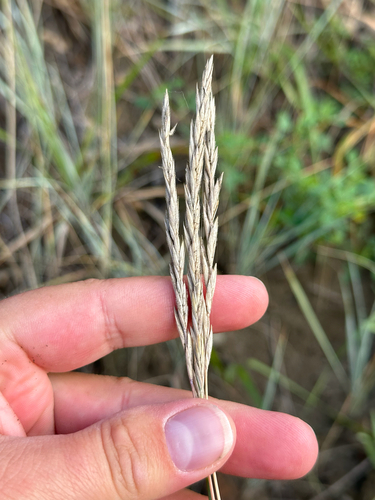 Elymus lanceolatus, photograph 3