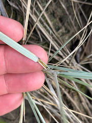 Elymus lanceolatus, photograph author not stated, no rights reserved