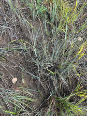 Elymus lanceolatus, photograph author not stated, no rights reserved